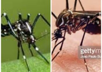 किटजन्य रोग बढ्ने क्रममा : किट नियन्त्रण सुपरभाइजरको दरबन्दी शुन्य