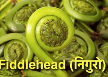 Fiddlehead निगुरो