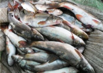 दसैँमा सागसब्जी कम, माछा बढी खपत