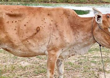 मनाङमा पनि देखियो लम्पी स्किन रोग, १५ सय भन्दा बढी गाइगोरु बिरामी