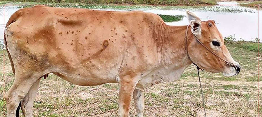 lumpy skin 1 - मनाङमा पनि देखियो लम्पी स्किन रोग, १५ सय भन्दा बढी गाइगोरु बिरामी मनाङमा पनि देखियो लम्पी स्किन रोग, १५ सय भन्दा बढी गाइगोरु बिरामी